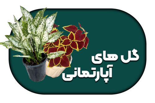 گل آپارتمانی