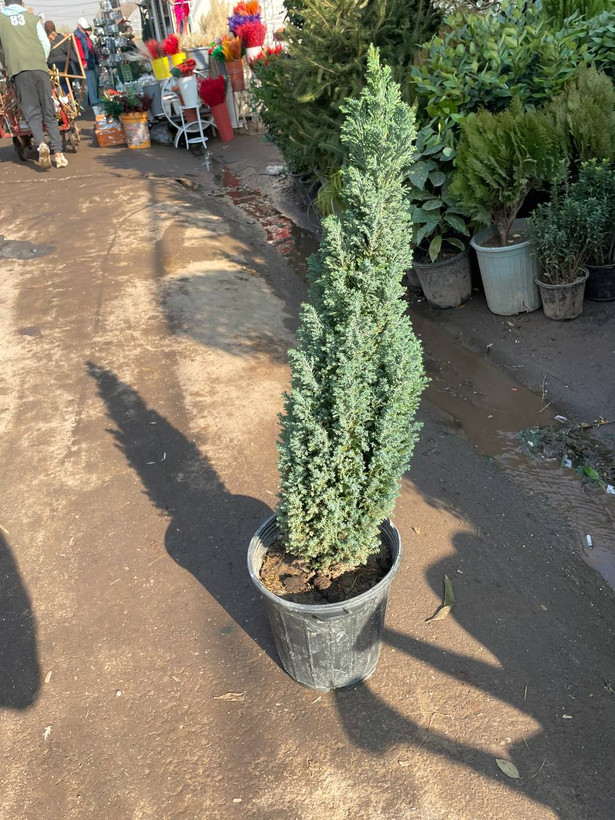 کاج طبیعی