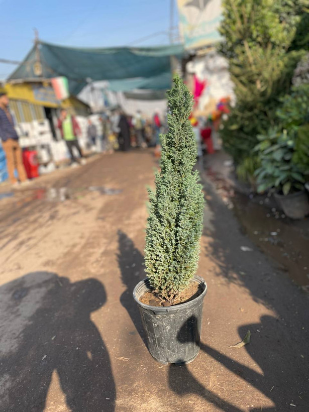 کاج طبیعی