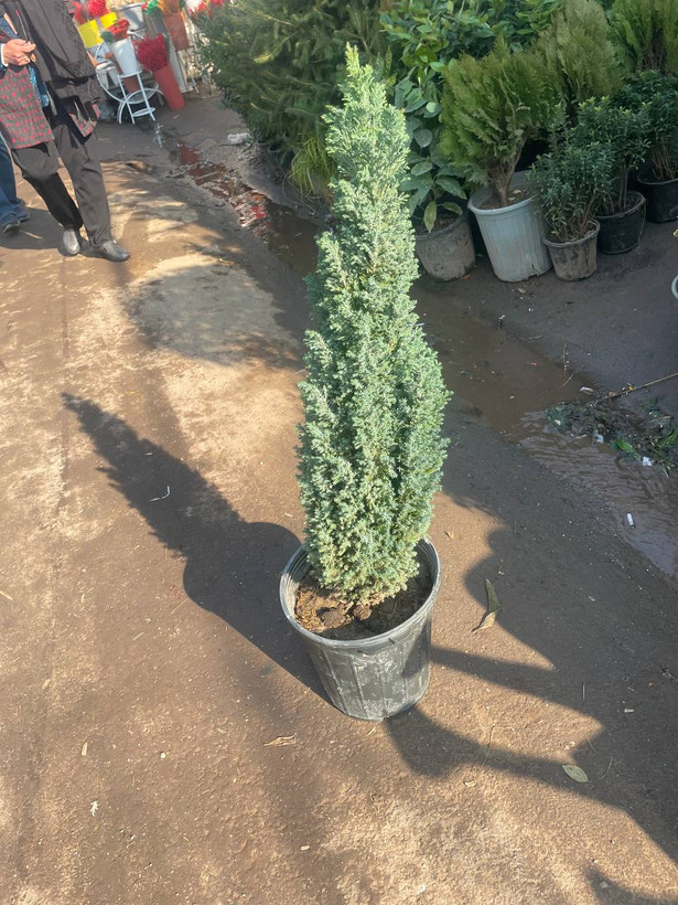 کاج طبیعی