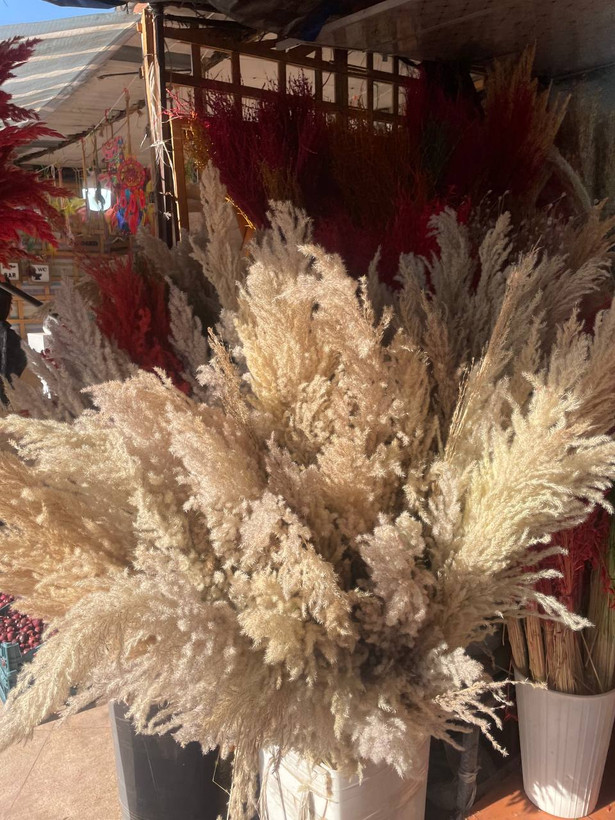 پامپاس کرم رنگ دسته 20 عددی
