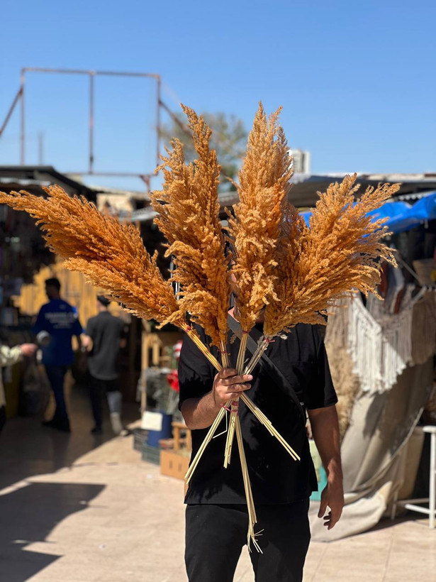 گل خشک پامپاس ۱۰ عددی رنگ نارنجی