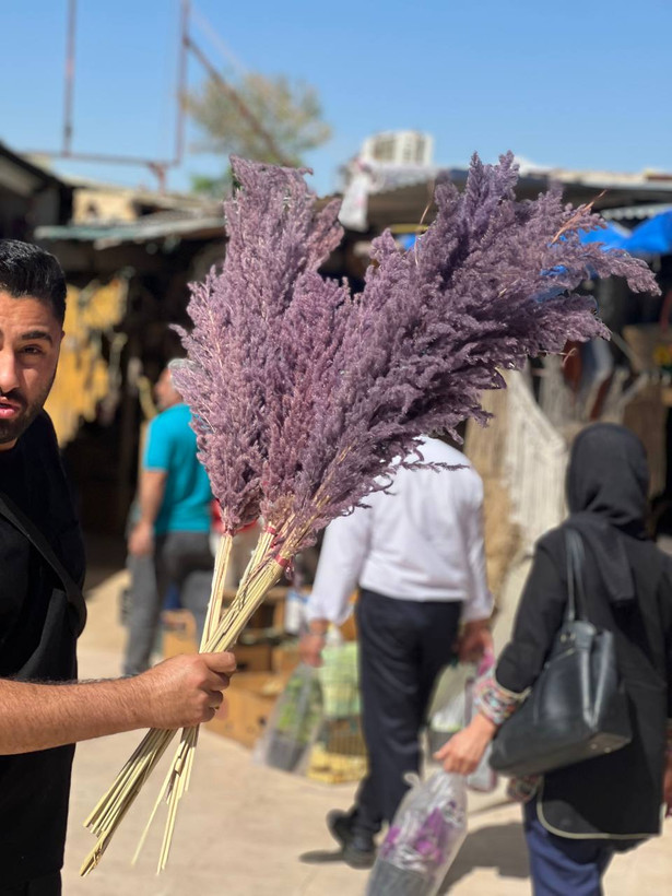 گل خشک پامپاس ۱۰ عددی رنگ بنفش