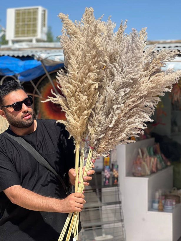 گل خشک پامپاس ۱۰ عددی رنگ کرم (رنگ طبیعی پامپاس)