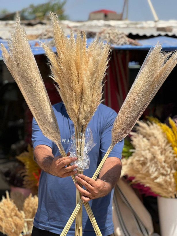 گل خشک پامپاس گراس بسته 10عددی