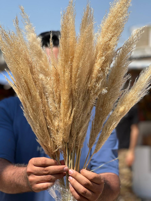 گل خشک پامپاس گراس بسته 10عددی