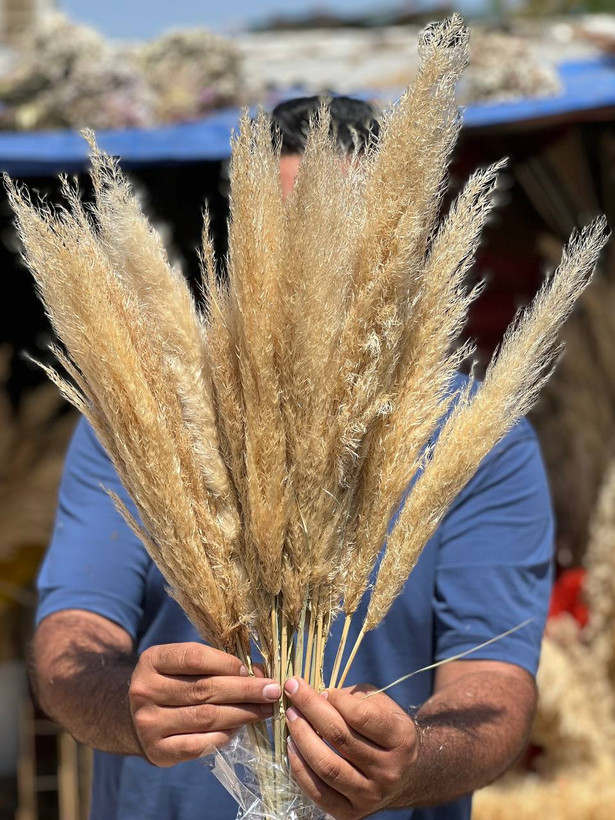 گل خشک پامپاس گراس بسته 10عددی