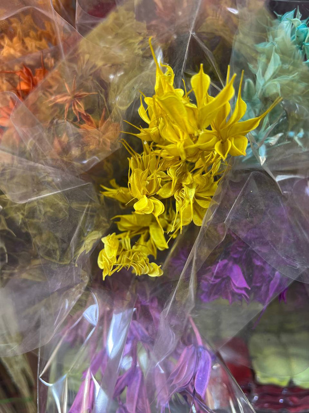 گل خشک لاله سوزنی رنگ کرمی (رنگ طبیعی)