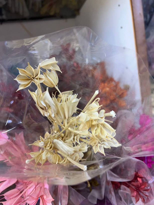 گل خشک لاله سوزنی رنگ کرمی (رنگ طبیعی)