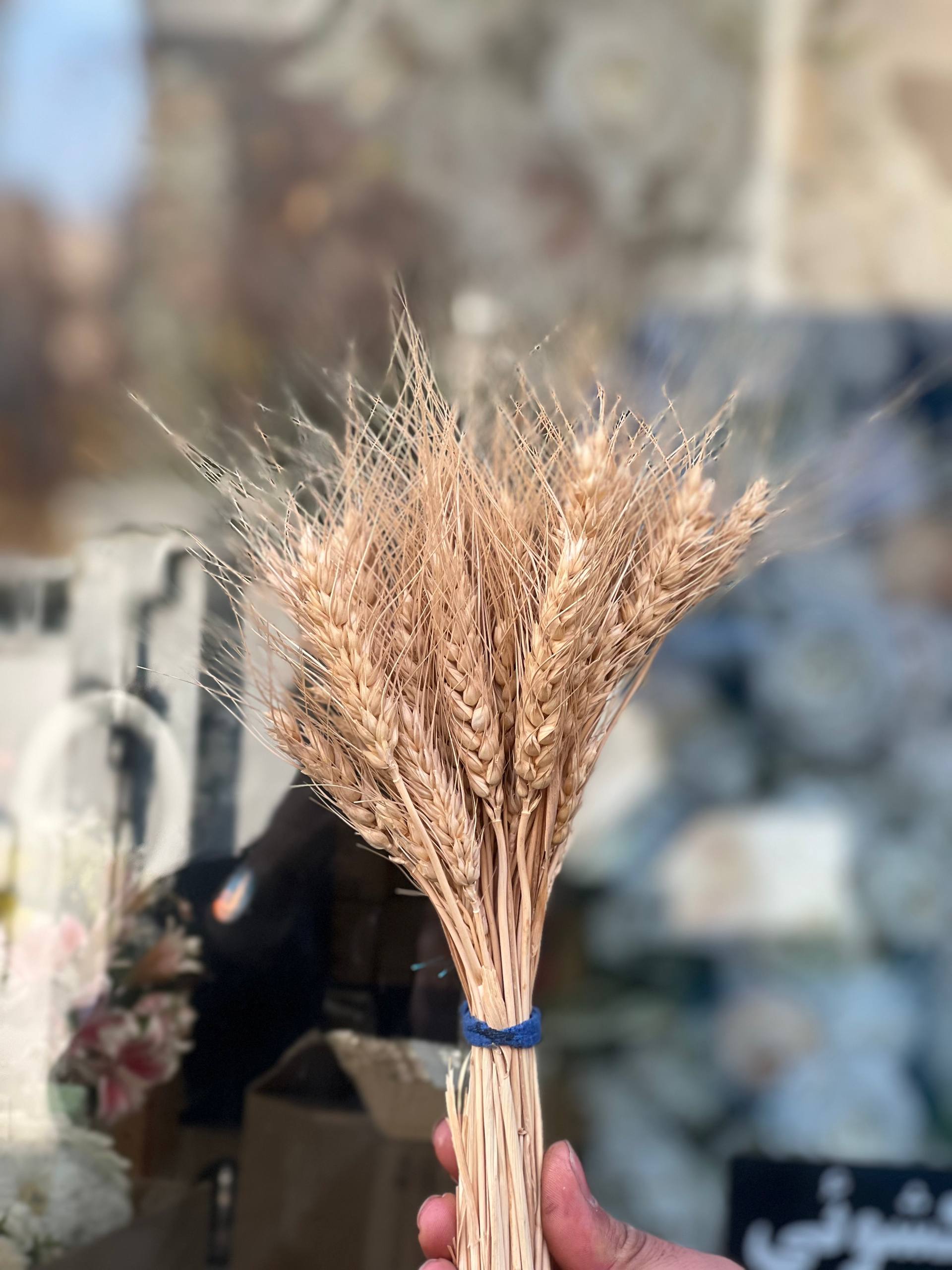 گل خشک گندم طبیعی ساقه بلند